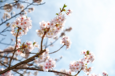 soku_25792.jpg :: 桜 スピードライト 自然 植物 花 桜 サクラ 逆光 