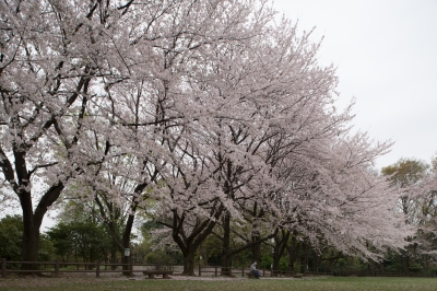 soku_25802.jpg :: 植物 花 桜 サクラ 