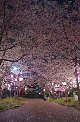soku_25803.jpg :: 植物 花 桜 サクラ 夜桜 満開 HDR 