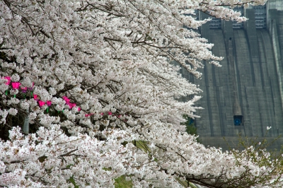 soku_25807.jpg :: 植物 花 桜 サクラ 