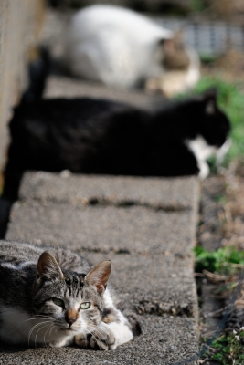 soku_25811.jpg :: 動物 哺乳類 猫 ネコ 