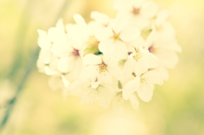 soku_25825.jpg :: 植物 花 桜 サクラ 