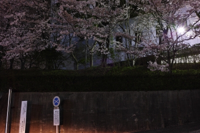soku_25829.jpg :: 植物 花 桜 サクラ 