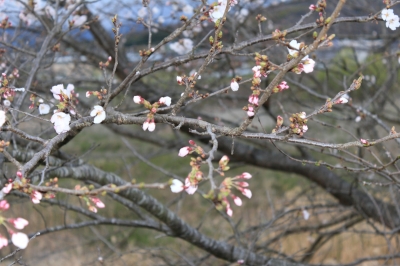 soku_25836.jpg :: 植物 花 桜 サクラ 