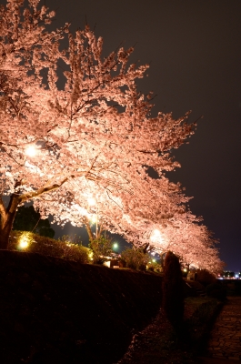 soku_25843.jpg :: 植物 花 桜 サクラ 夜桜 
