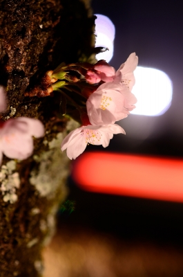 soku_25844.jpg :: 植物 花 桜 サクラ 夜桜 