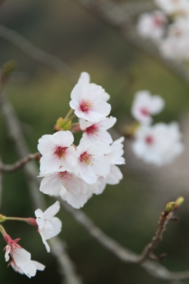 soku_25864.jpg :: 桜 