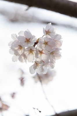 soku_25869.jpg :: 桜 