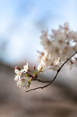 soku_25872.jpg :: 桜 