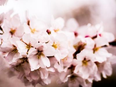 soku_25873.jpg :: 植物 花 桜 サクラ ハイコントラスト 