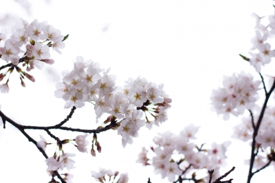 soku_25880.jpg :: 植物 花 桜 サクラ 
