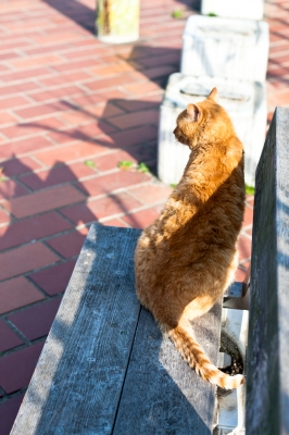 soku_25888.jpg :: 動物 哺乳類 猫 ネコ 