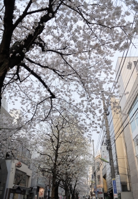 soku_25894.jpg :: 桜 自由ヶ丘 