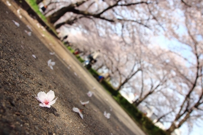 soku_25899.jpg :: 植物 花 桜 サクラ 