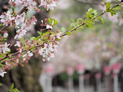 soku_25900.jpg :: 植物 花 桜 サクラ 