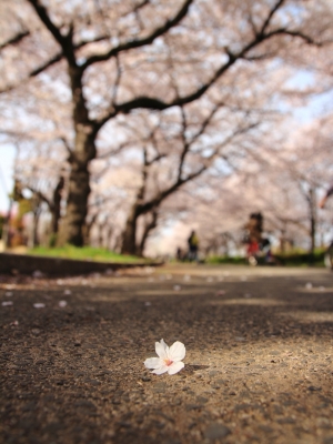 soku_25902.jpg :: 植物 花 桜 サクラ 