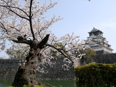 soku_25906.jpg :: 大坂城 ソメイヨシノ 桜 