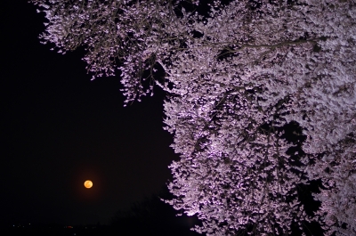 soku_25915.jpg :: 植物 花 桜 サクラ 満開 夜桜 月 