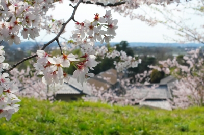 soku_25953.jpg :: 植物 花 桜 サクラ 