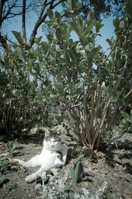 soku_25976.jpg :: 動物 哺乳類 猫 ネコ 