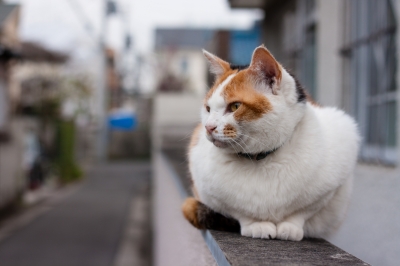 soku_25977.jpg :: 動物 哺乳類 猫 ネコ 