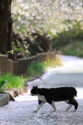 soku_25986.jpg :: 動物 哺乳類 猫 ネコ 植物 花 桜 サクラ 