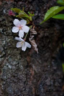 soku_25996.jpg :: 植物 花 桜 サクラ 
