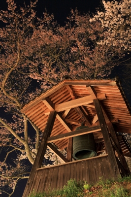 soku_26000.jpg :: 鶴山公園 植物 花 桜 サクラ 夜桜 満開 