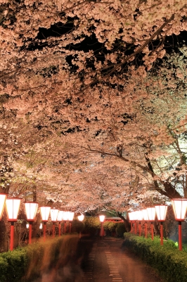 soku_26001.jpg :: 鶴山公園 植物 花 桜 サクラ 夜桜 満開 