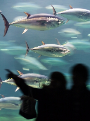 soku_26025.jpg :: 動物 魚類 海水魚 鮪 マグロ 流し撮り 