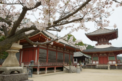 soku_26064.jpg :: 植物 花 桜 サクラ 建築 建造物 神社 