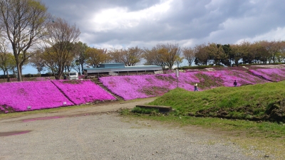 soku_26070.jpg :: 風景 自然 植物 花 芝桜 シバサクラ 