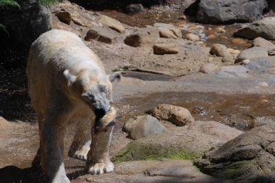soku_26096.jpg :: 動物 哺乳類 熊 クマ 白熊 生餌 