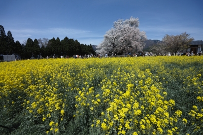 soku_26107.jpg :: 風景 自然 菜の花畑 