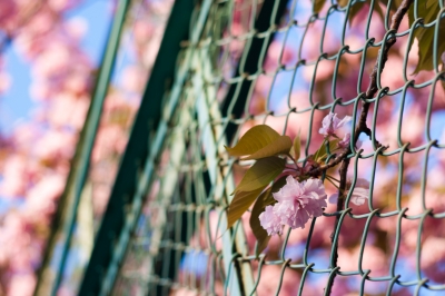 soku_26143.jpg :: 八重桜 植物 花 桜 サクラ 金網 