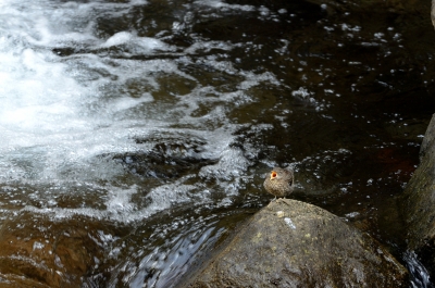 soku_26154.jpg :: 動物 鳥 野山の鳥 渓流 カワガラス 雛 水分 