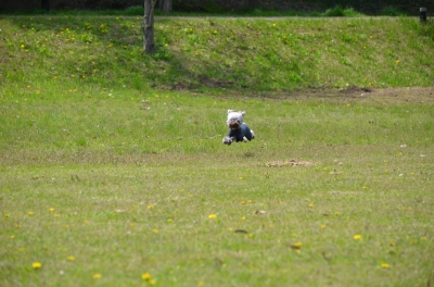 soku_26164.jpg :: 風景 草原 芝生 動物 ペット 犬 イヌのラン 