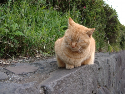 soku_26172.jpg :: 動物 哺乳類 猫 ネコ 