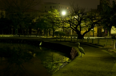 soku_26179.jpg :: 公園 松本城公園 鳥 