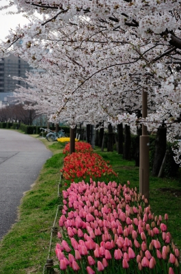 soku_26198.jpg :: 風景 街並み 植物 花 桜 サクラ チューリップライン 
