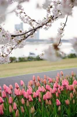 soku_26199.jpg :: 植物 花 桜 チューリップの風景 
