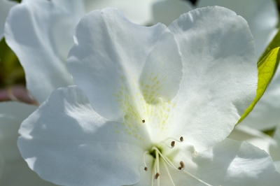 soku_26200.jpg :: 植物 花 白い花 