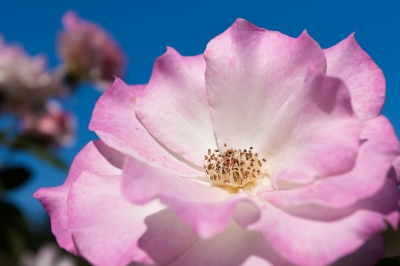 soku_26202.jpg :: 植物 花 ピンクの花 