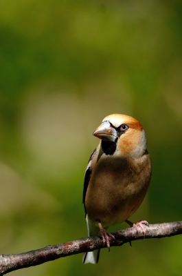 soku_26208.jpg :: 動物 鳥 野鳥 自然の鳥 シメ 