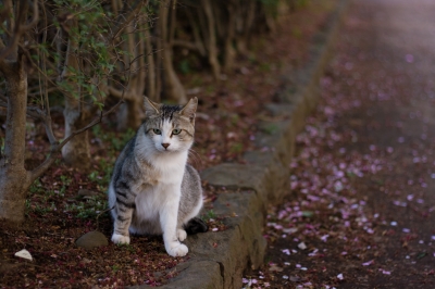 soku_26231.jpg :: 動物 哺乳類 猫 道端ネコ 
