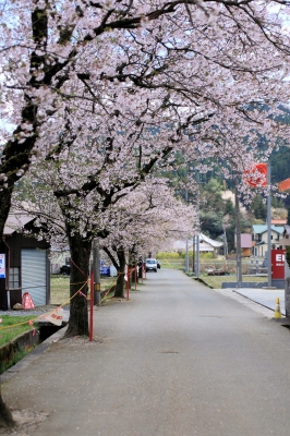 soku_26281.jpg :: 植物 花 桜 サクラ 