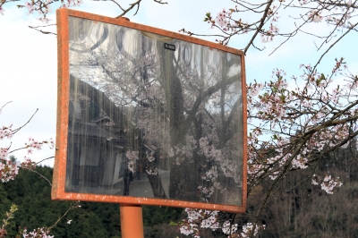 soku_26298.jpg :: カーブミラーに映る 桜 