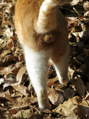 soku_26321.jpg :: PowerShotG15 コンデジ埼玉 lock 動物 哺乳類 猫 ネコ 