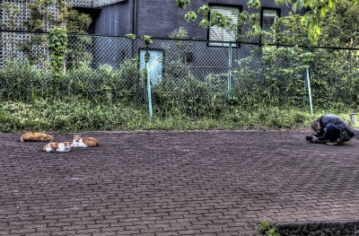 soku_26400.jpg :: 動物 哺乳類 猫 ネコ 
