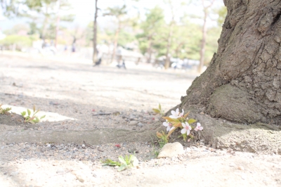 soku_26403.jpg :: 植物 花 桜 サクラ 